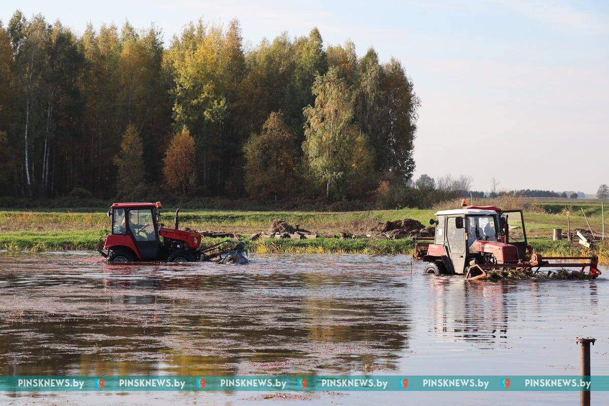 Чем знаменита белорусская клюква и как ягоду собирают в Пинском районе —  PINSKNEWS.BY