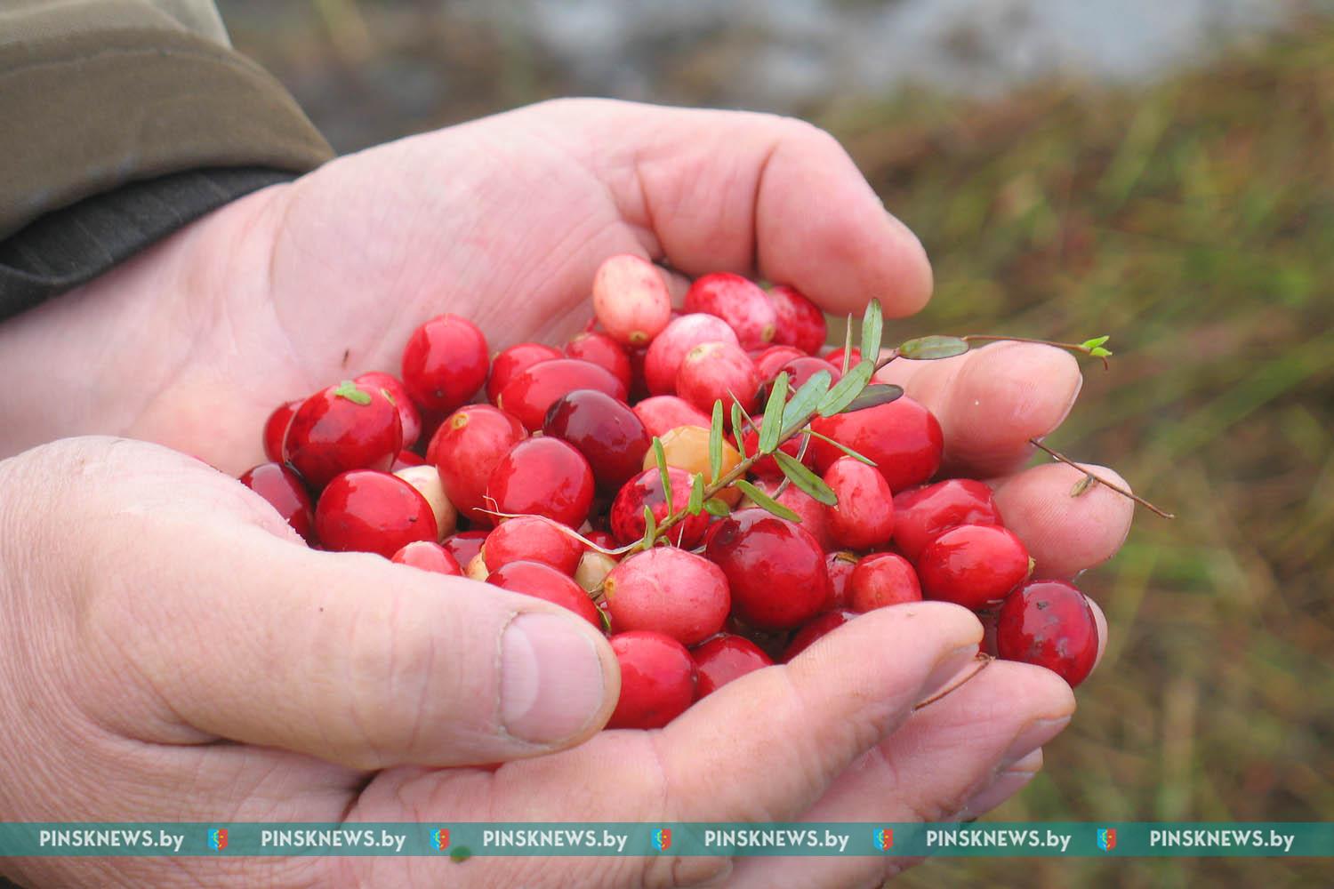 Чем знаменита белорусская клюква и как ягоду собирают в Пинском районе —  PINSKNEWS.BY