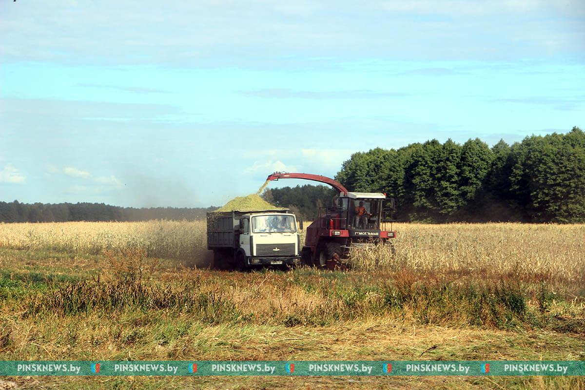 Хозяйства Пинского района активно включились в уборку кукурузы —  PINSKNEWS.BY