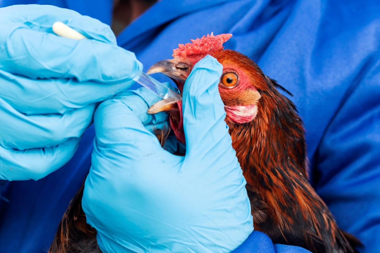 Вирус, который не лечится. Как уберечь домашнюю птицу от птичьего гриппа? —  PINSKNEWS.BY